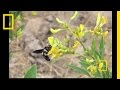 People Plants And Pollinators Nat Geo Live