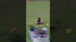 Video preview image #1 Mutt Puppy For Sale in Stevens Point, WI, USA