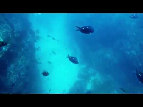 Okaparu Reef Dive