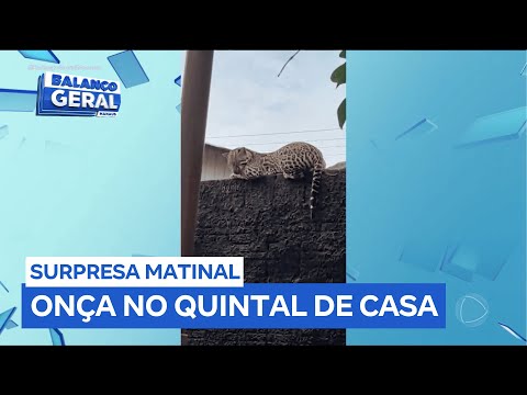 Onça é flagrada em cima do muro de residência e assusta moradores no interior do Amazonas