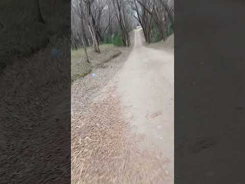 Caminando #cordoba #casagrande # #miradacanina #perros