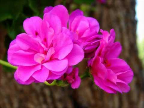 Ismet Krcić - Još ne sviće rujna zora