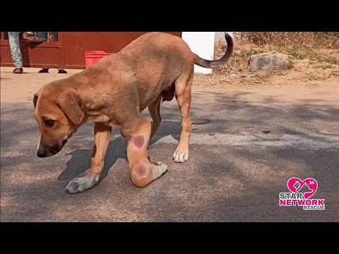 Jadu the dog after surgery