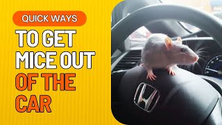 Best Way To Get Mice Out Of Car??Quick Working Methods