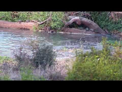 Djuma: Monitor Lizard swimming and then Terrapins - 16:47 - 09/09/2022