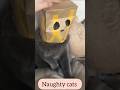 Naughty Cats Naughty Funny Cute Cat Moments Cat