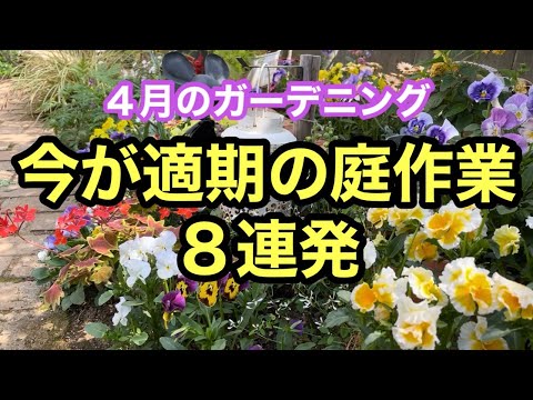 クリスマスにアマリリスを再び咲かせるにはどうすればよいですか?内に秘められた計り知れない美しさ  庭園