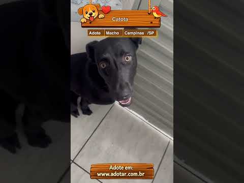 Vídeo de Catota 