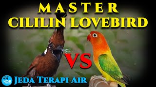 Download lagu MASTER Cililin Lovebird Jeda Terapi Air mp3