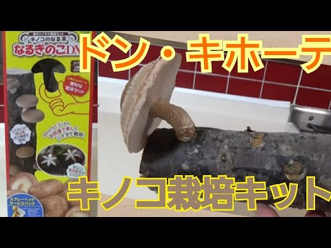 園芸 家庭用キノコキット