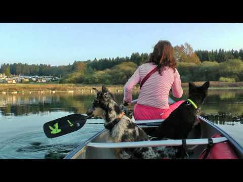 Hier "shepherds" - Mit AUSSIE-Rudel unterwegs im "LAND DER STILLE"