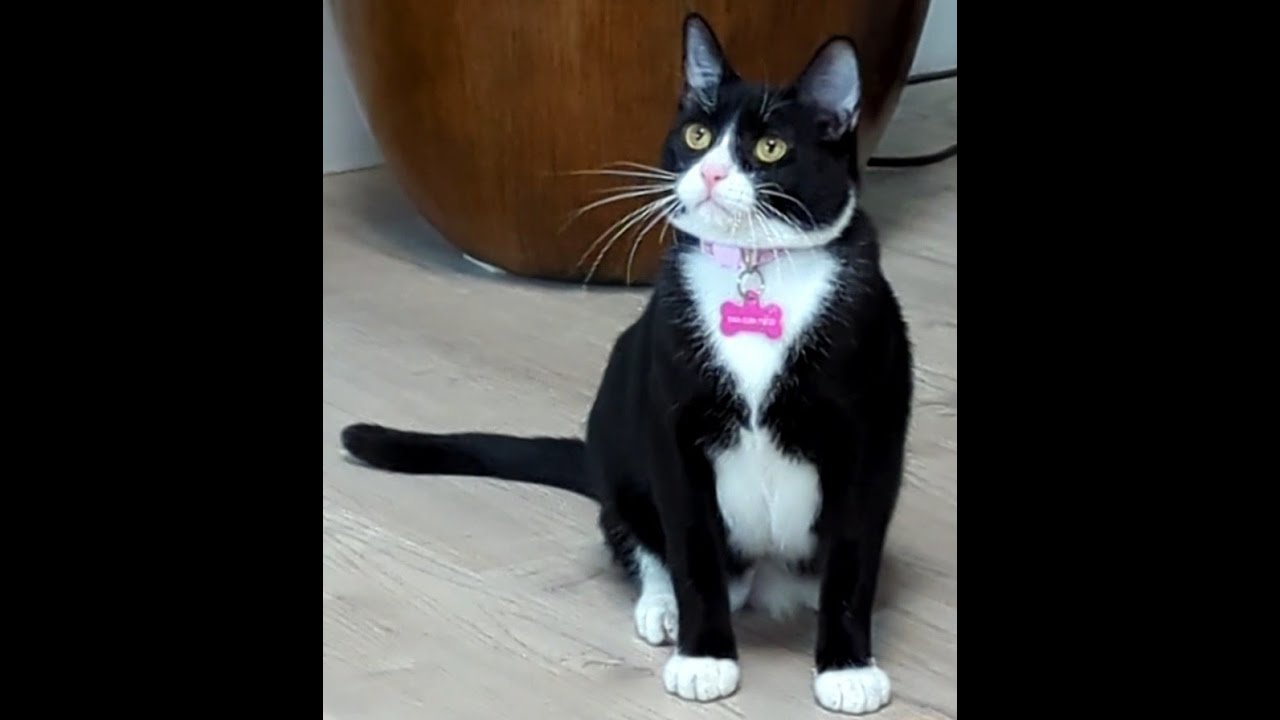 Enlarge Ebony, an adopted American Shorthair in Laguna Woods, CA video 5/6