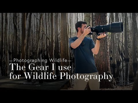 Overview of the Gear I Use for Bird and Wildlife Photography