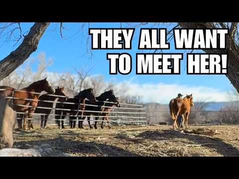 Wild mustang is halter broke! ~ Exploring outside of her gentling pen! ~ The First 3 days!