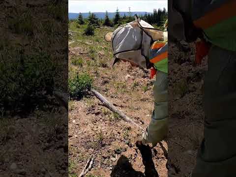 PlantaBeta 058: #treeplanting