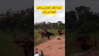 عندما تحاصر الأنياب.. وتتغير النهاية فيثوانٍ #shorts