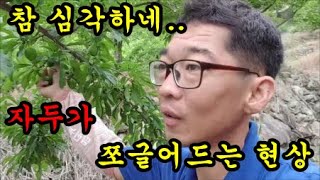 자두농사 가뭄이 심각해서 하늘만 바라보고 있어요