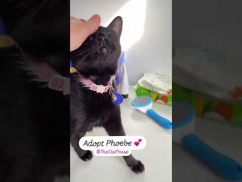 @AdoptPhoebe Insta star, an adoptable Bombay & American Shorthair Mix in Toluca Lake, CA_image-1