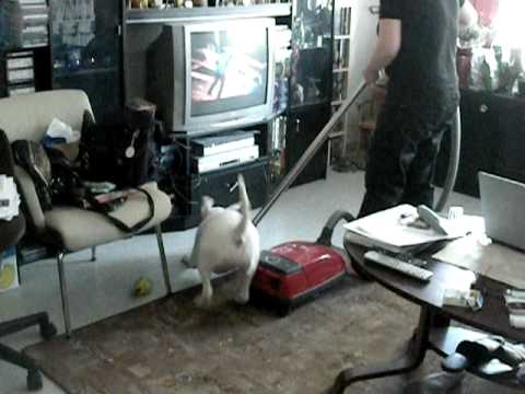 Bullterrier killing the vacuum