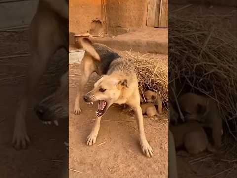 Mother Dog and Hyena Fight To Protect Puppies | Grandma helps the dog to save Puppies #dog #puppy