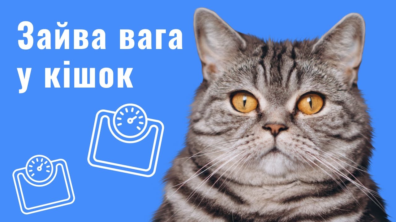 YouTube video preview