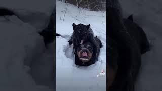 Black panther best friends with Rottweiler dog.