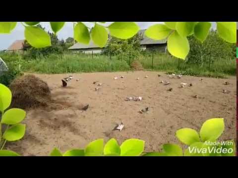 Racing pigeons outside 2016-07-29