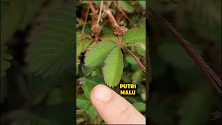 Download lagu NOSTALGIA TANAMAN PUTRI MALU #putrimalu #tanaman #tanamanunik #tanamanhias mp3 Download lagu NOSTALGIA TANAMAN PUTRI MALU #putrimalu #tanaman #tanamanunik #tanamanhias mp3