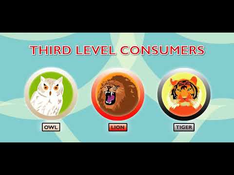 Scholastic - Study Jams - Food Chains