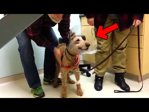 Blind dog sees family for the first time after surgery, his reaction moved everyone to tears