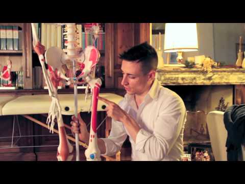 I Muscoli dell'Arto Inferiore (Origine Inserzione, Funzione)