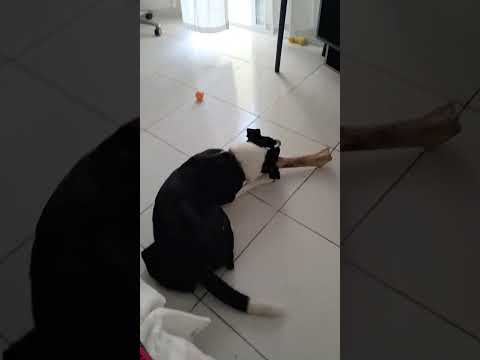 Vídeo de Zeca
