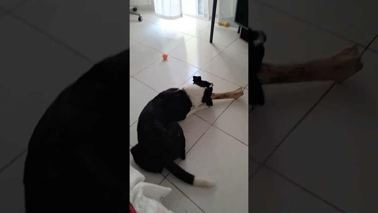 Cachorro raça SRD-ViraLata idade 1 ano nome Zeca