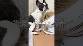 家の中で一番涼しい場所を見つけたフレブル