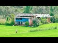 Life And Livelihood In Rural Nepal Village Life In Nepal Countryside Life In South Asia 4K