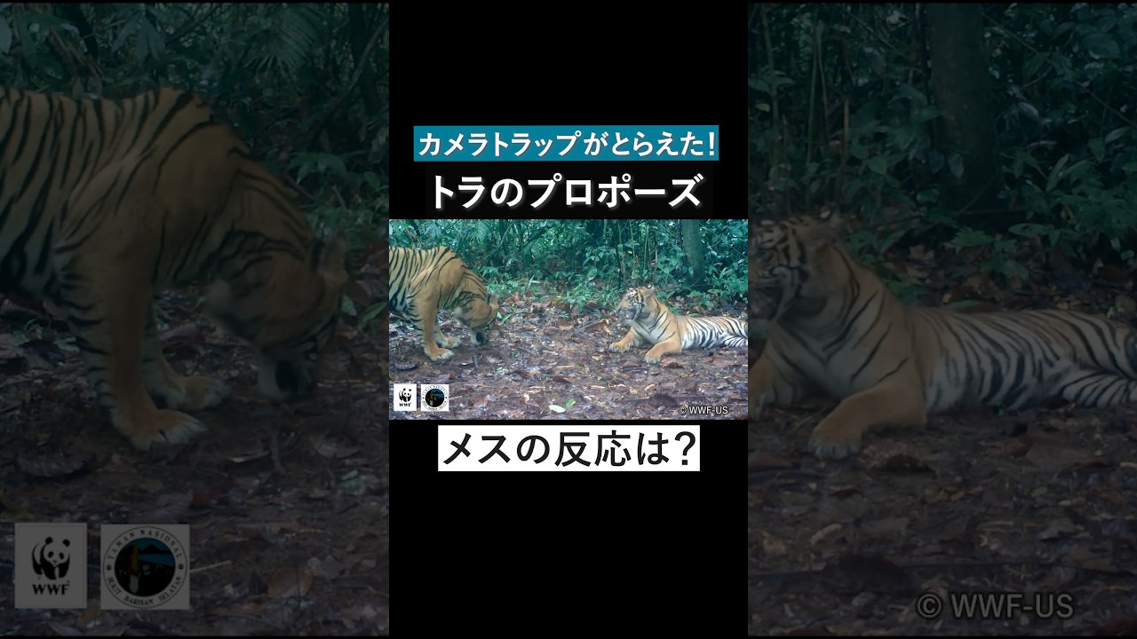 【秘蔵映像】スマトラトラの珍しい求愛シーン！ #トラ　#スマトラトラ #野生動物