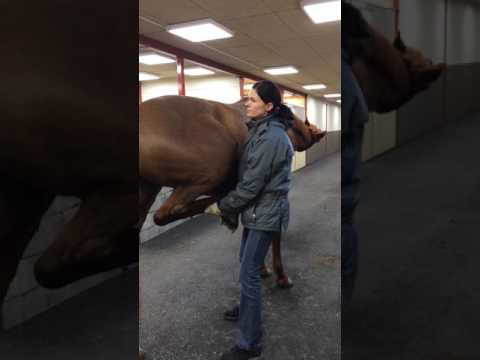 Lundens Djurhälsa AB - Böjprov med veterinär Ylva Lindberg