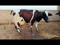 Cholistani friesian cow  | in pakpattan Punjab Pakistan on YouTube |cow for sale| 11,03,2022