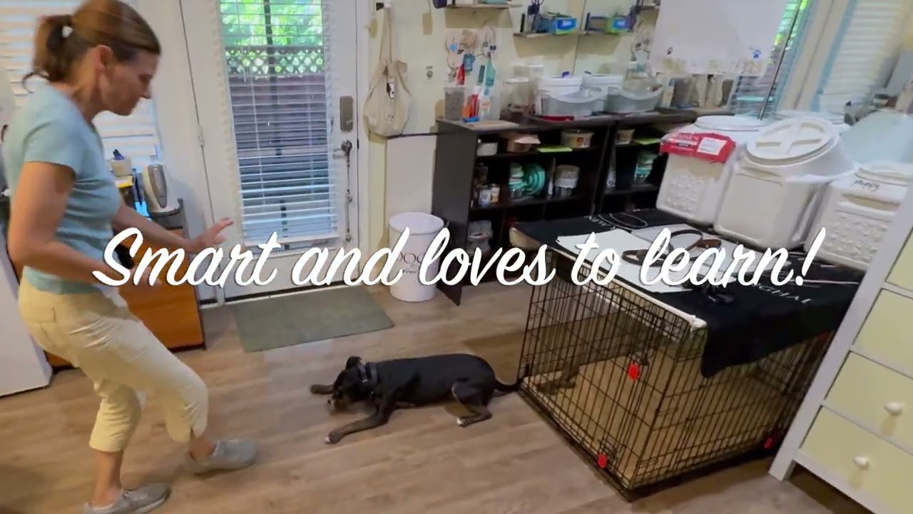 Enlarge GinGin, a Adoptable mixed breed in chevy chase, MD video 5/6