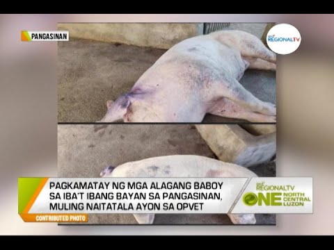 One North Central Luzon: Pagkamatay ng mga Alagang Baboy
