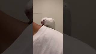 オカメインコがいる日常🕊
