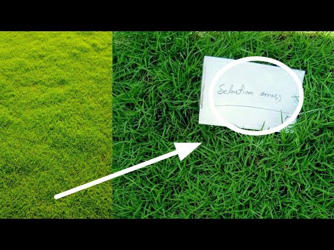 Plastic full sun exposure selection no.1 grass