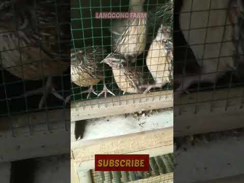 , title : 'QUAIL FARMING - Quail Cage #quail #farming #cage'