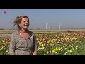 Coronamaatregelen positief voor tulpenpluktuin Biddinghuizen
