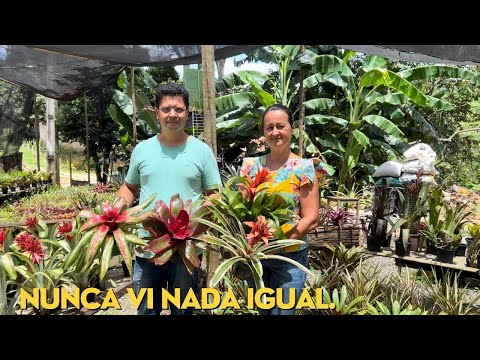 NO SITIO ELES TEM AS MAIS RARAS BROMÉLIAS QUE EXISTE.