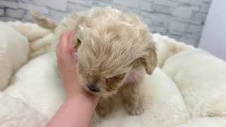 ハーフ犬の動画01