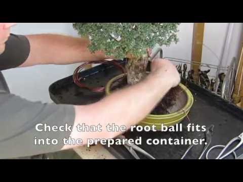 From Bush to Bonsai Cotoneaster, in 4 years