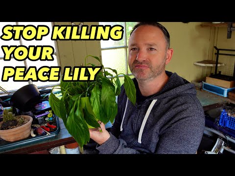 Stop Killing Your Peace Lily Houseplant -  SPATHIPHYLLUM Care Guide