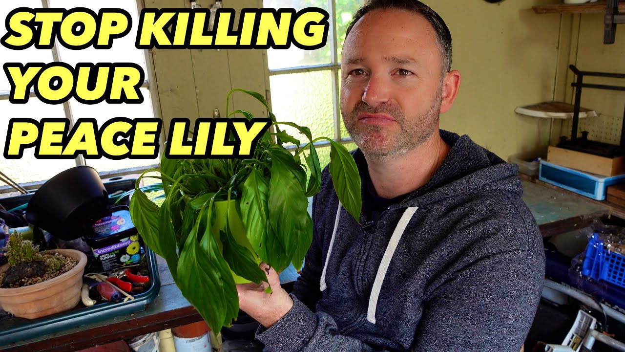 Stop Killing Your Peace Lily Houseplant -  SPATHIPHYLLUM Care Guide