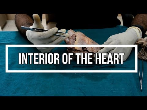 Heart 2 - Interior of the Heart